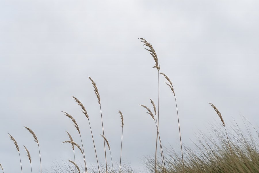 Marram grass silhouettes against a flat overcast grey sky, horizontal coastal fine art print with a restrained palette.