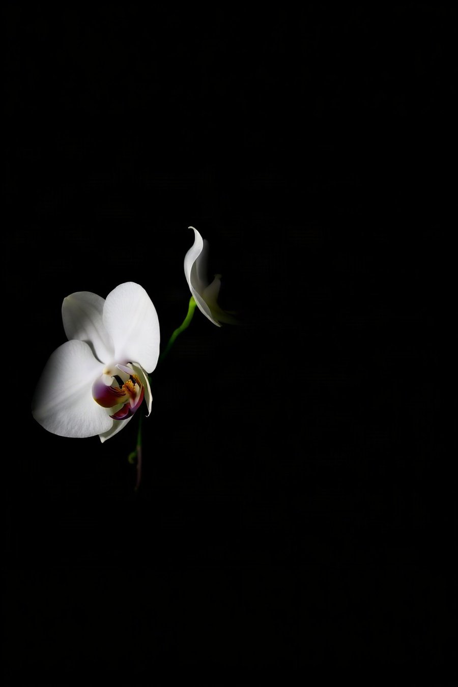 White Orchid, Stark Black, a quiet, realistic-looking still-life study in white, green on black, softly lit.