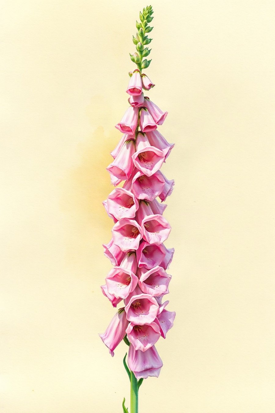 Foxglove Spire, rendered in loose watercolour-style washes on a soft paper-grain ground -- soft green, dusty pink and pale yellow, nothing holding a hard edge.