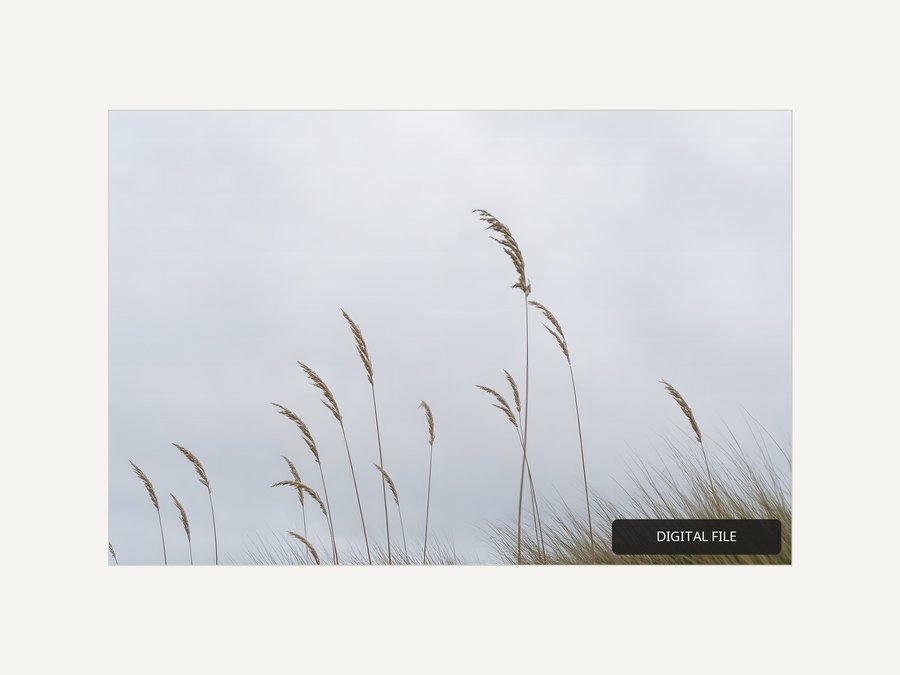 Dune Grass, Grey Sky, shown as a digital download