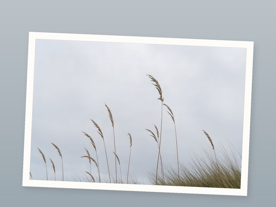 Dune Grass, Grey Sky, shown as a fine-art print
