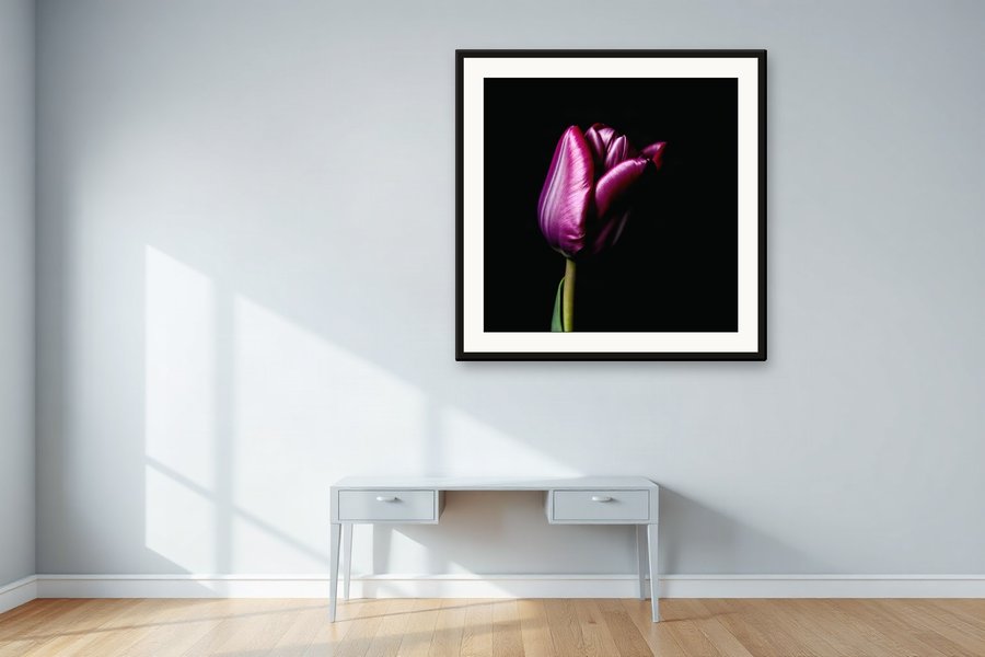 Dark Tulip, Close Study, shown in a room setting