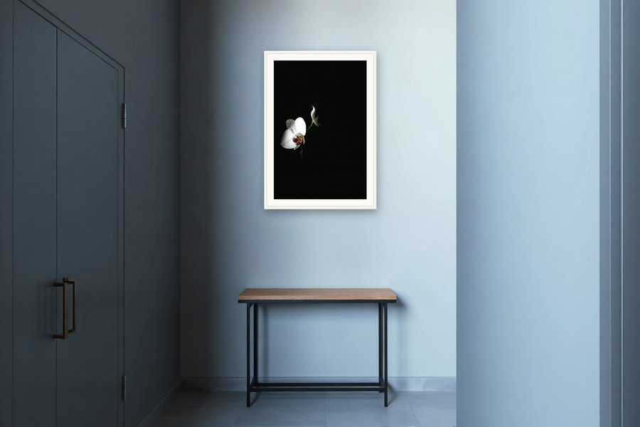 White Orchid, Stark Black, shown in a room setting